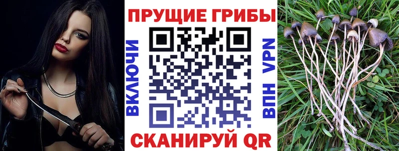 Купить  Дигора  Псилоцибиновые грибы Magic Shrooms 